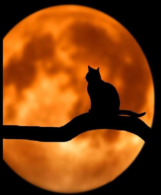 MRM Trio "Cat Talking To moon" post